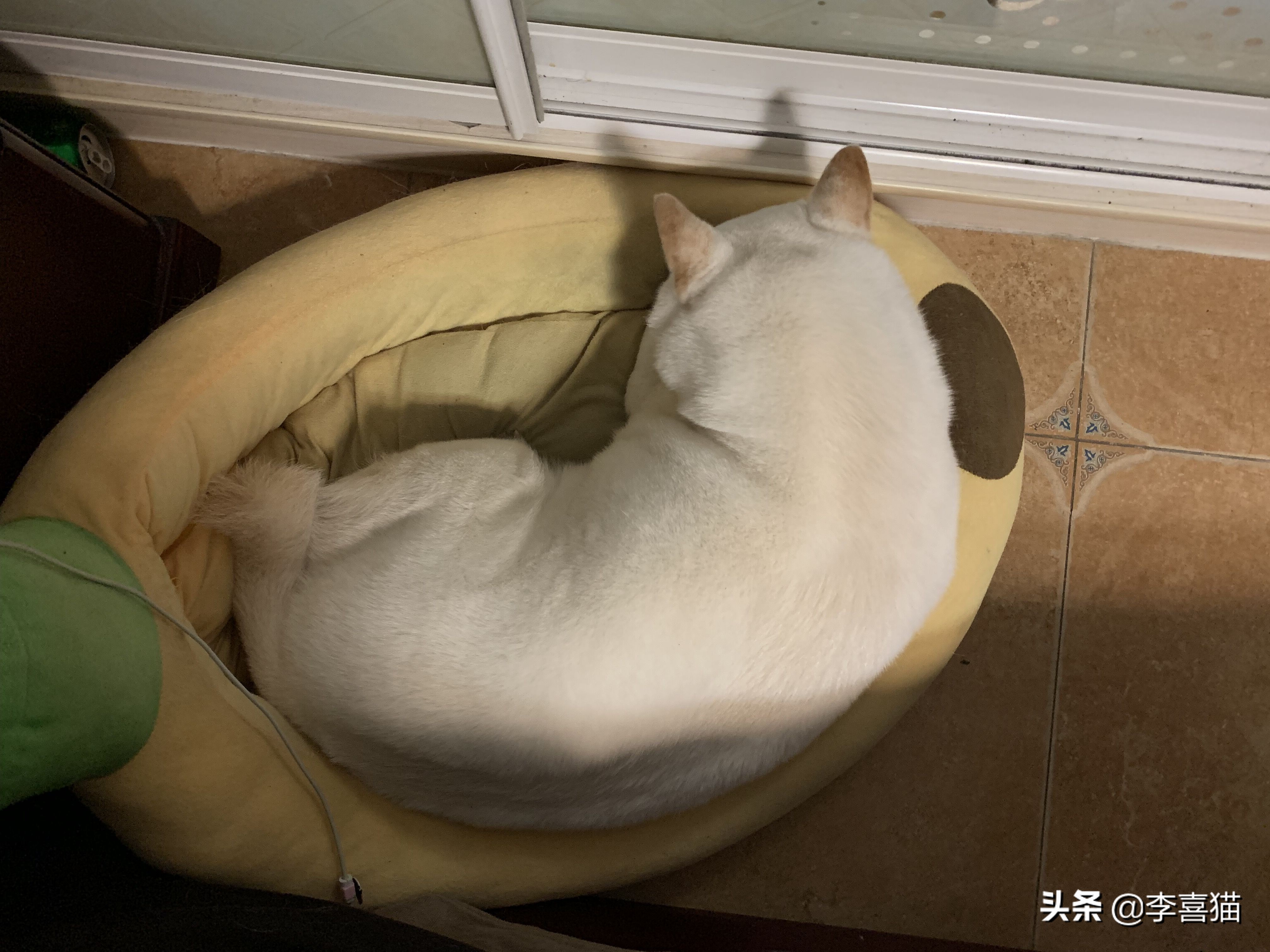 狗狗各种睡姿的含义,狗狗6个睡姿告诉你它在想什么