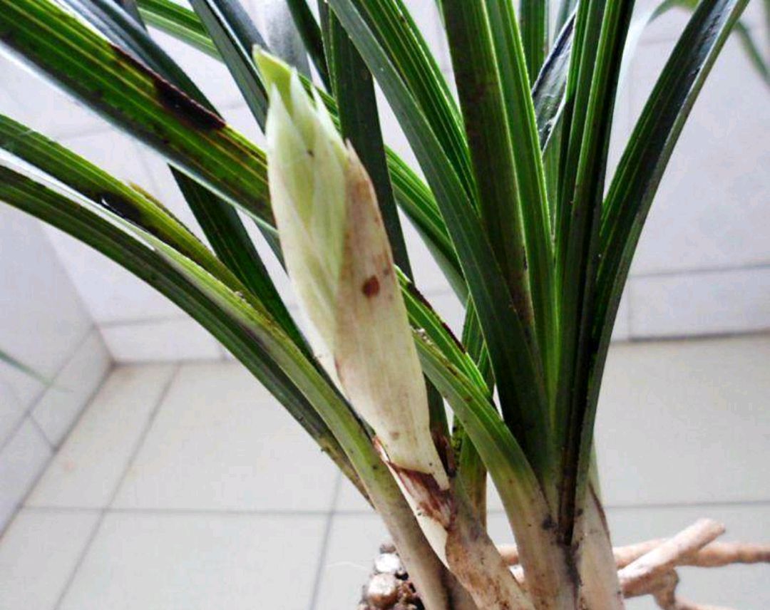 蕙兰有花苞了这个时候放什么肥料,蕙兰开花苞后怎么养护