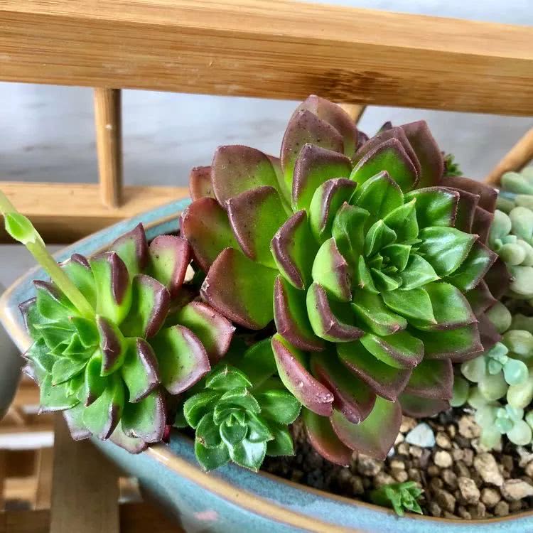 新手小白入坑多肉必看攻略,多肉新手入坑必备指南