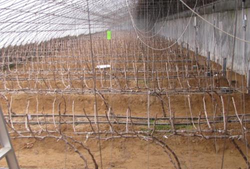 葡萄萌芽不齐、长势弱、上色差？是休眠出了问题！注意时间和质量