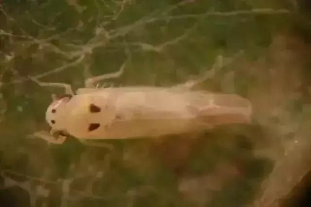 夏黑葡萄各个时间防哪些虫害,葡萄14种常见虫卵图解