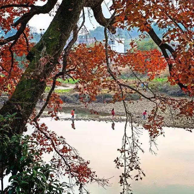 娓呰繙杩炲窞绾㈡灚,杩炲窞楂樺北绾㈡灚