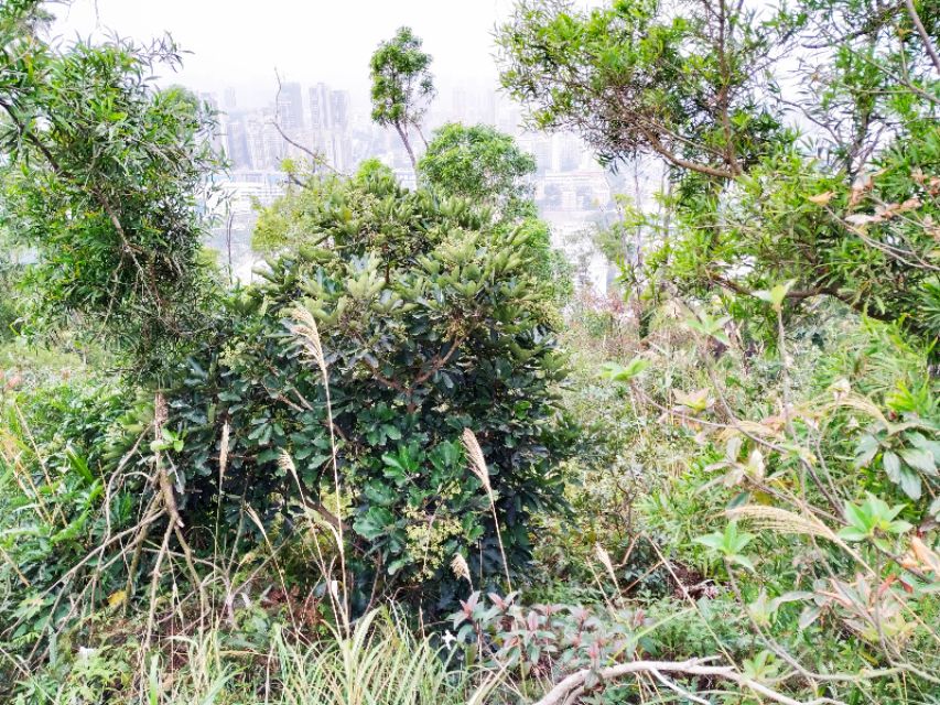 周日跟随珠海户外网板樟山游记