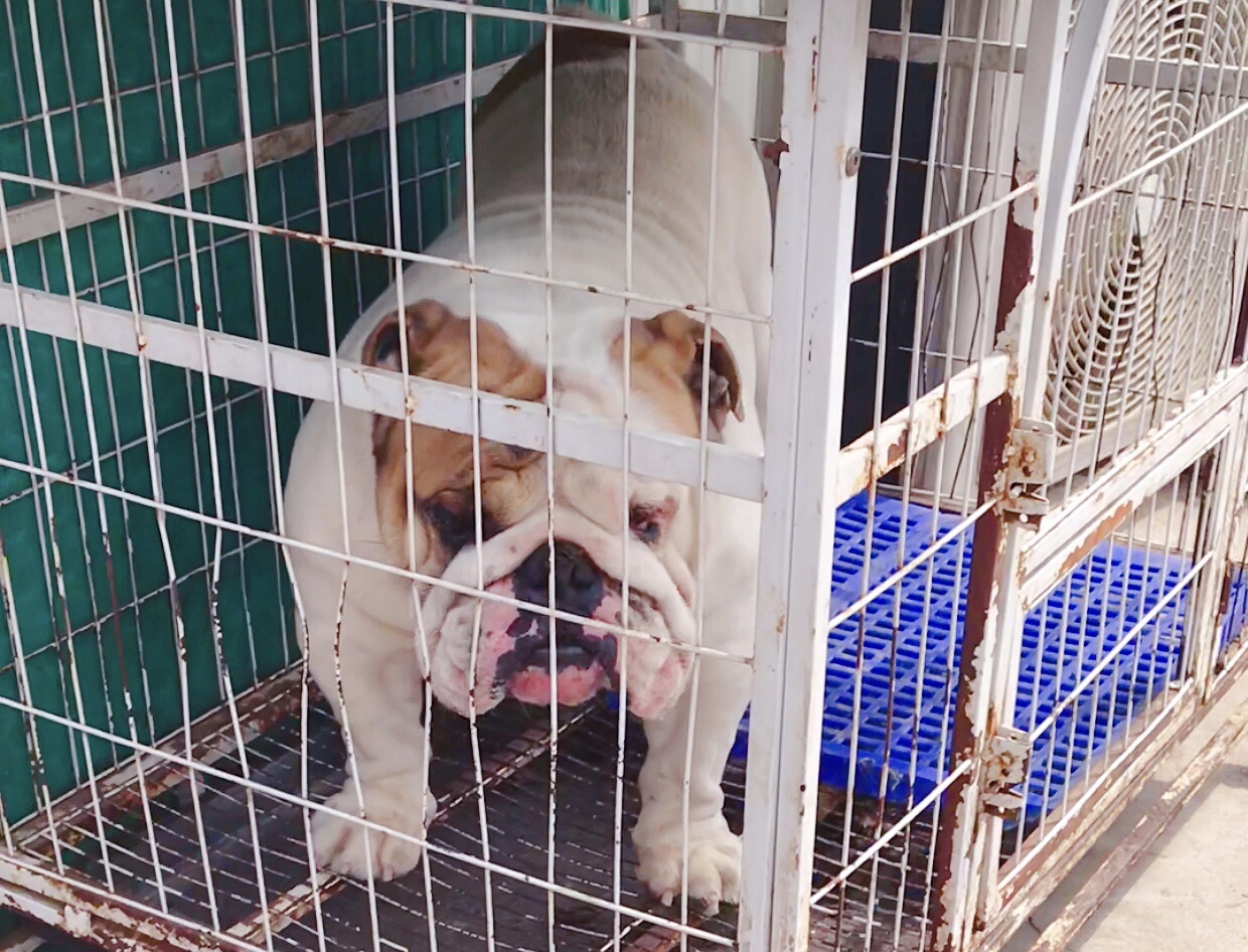 英牛分娩,英牛怀孕40天什么样