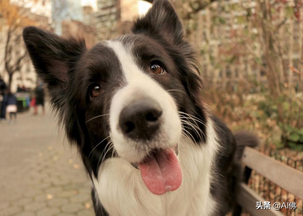 美国最受欢迎的100组小狗名字