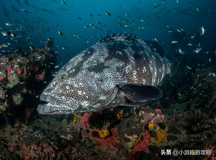 潜水小白必看,潜水圣地三天旅游攻略