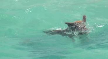 三亚高空跳伞一次费用多少,体验一次高空跳伞