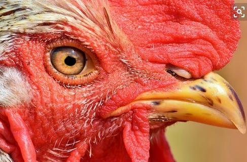 鸡老生病怎么办,鸡总是生病用什么药预防