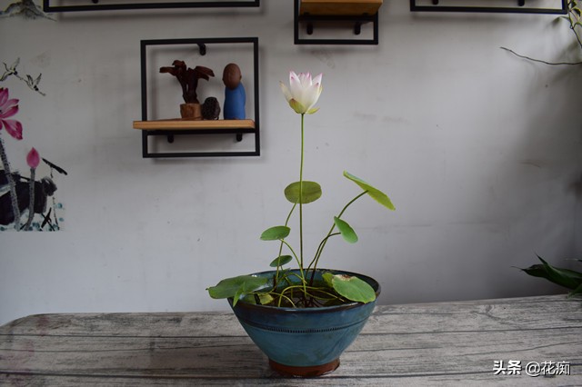 碗莲又到花开时，想要顺利开花，一定要掌握这三点