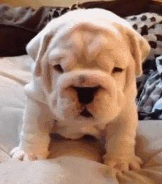 小奶狗可奶可凶,小奶狗很凶一直要咬人怎么办