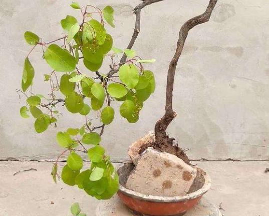 黄栌根腐病,黄栌枯萎病