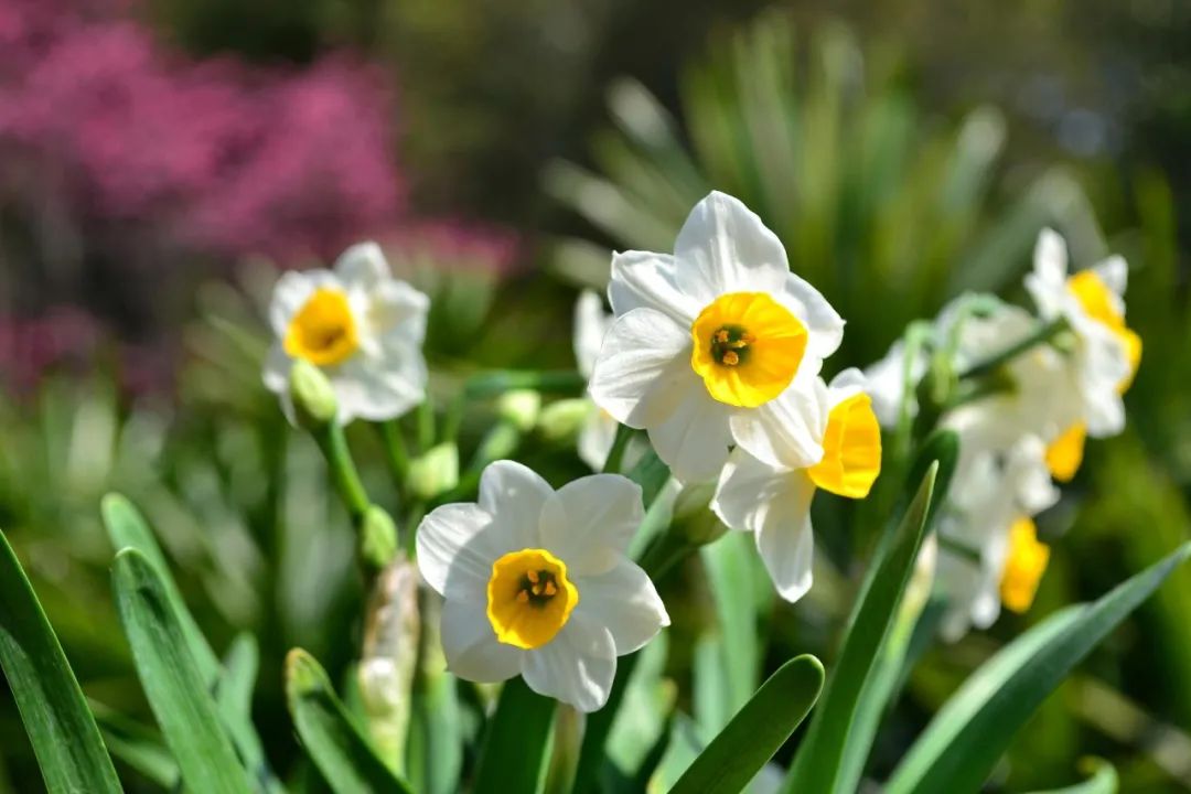 南美水仙浇水的正确方法,水仙花开前怎么浇水