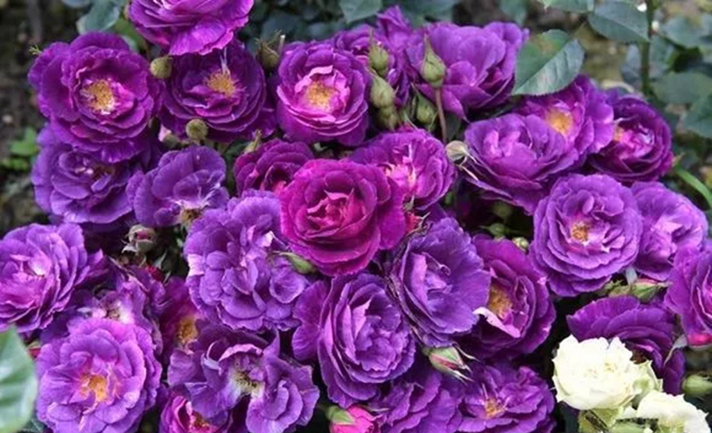 100种月季品种大全集,适合地栽的蓝紫色月季有哪些