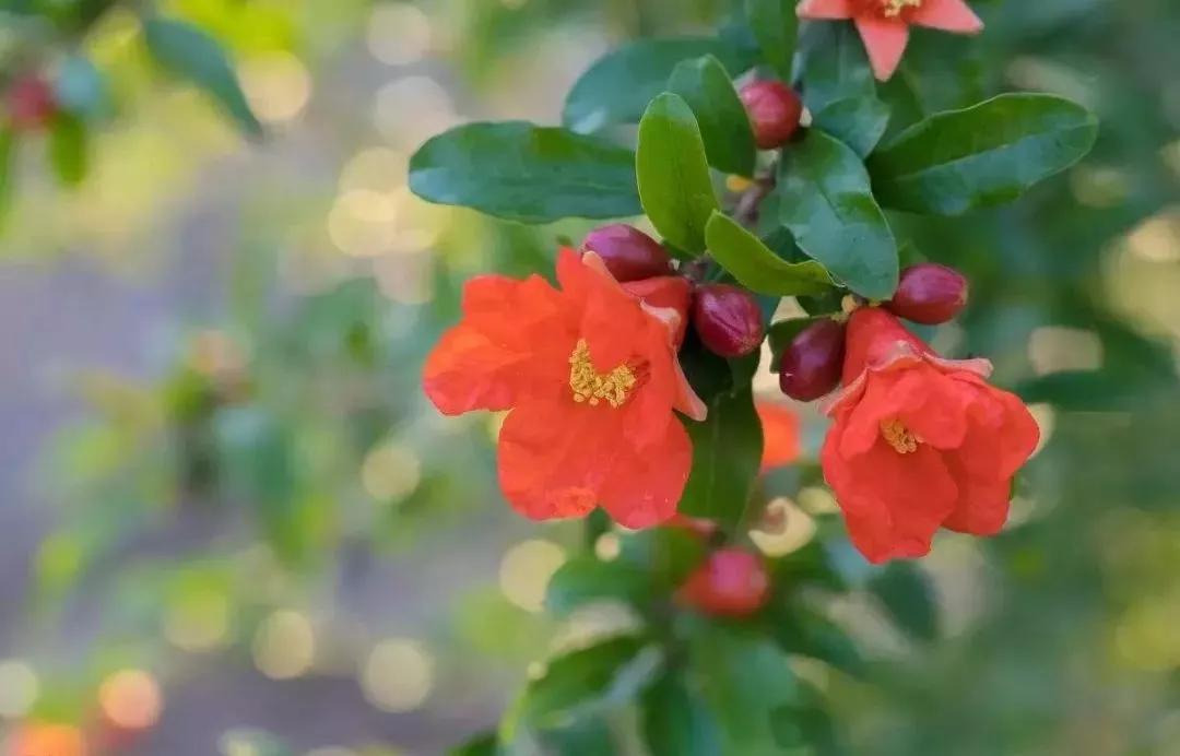 世界各国的国花集锦惊艳,世界各国国花大全