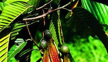 唐朝海外贸易,唐朝外贸为什么这么多