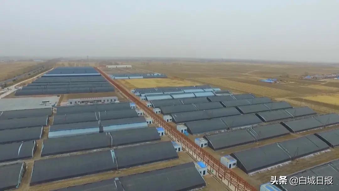 黎明村农业生态园,黎明村值得投资吗