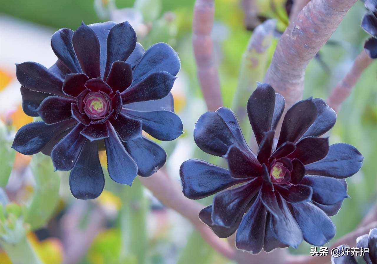 多肉植物陡长怎么办？三招搞定