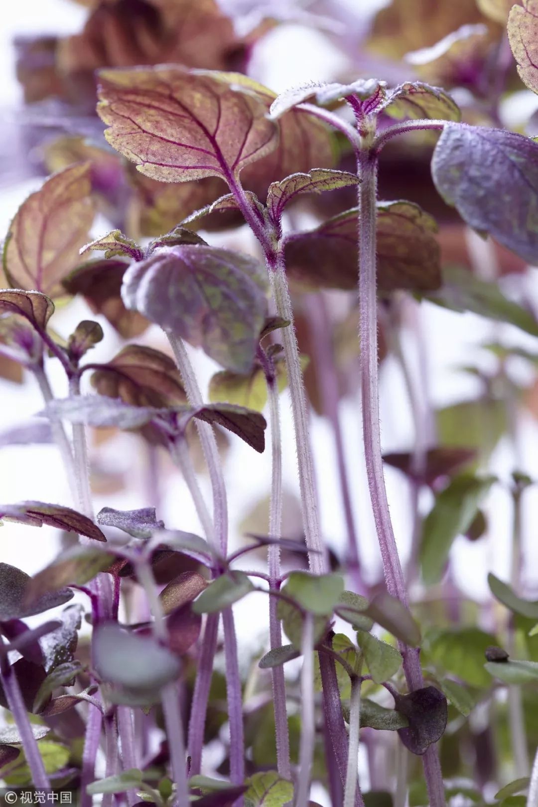 送你一片薄荷叶小说,送你一片银杏叶朗诵