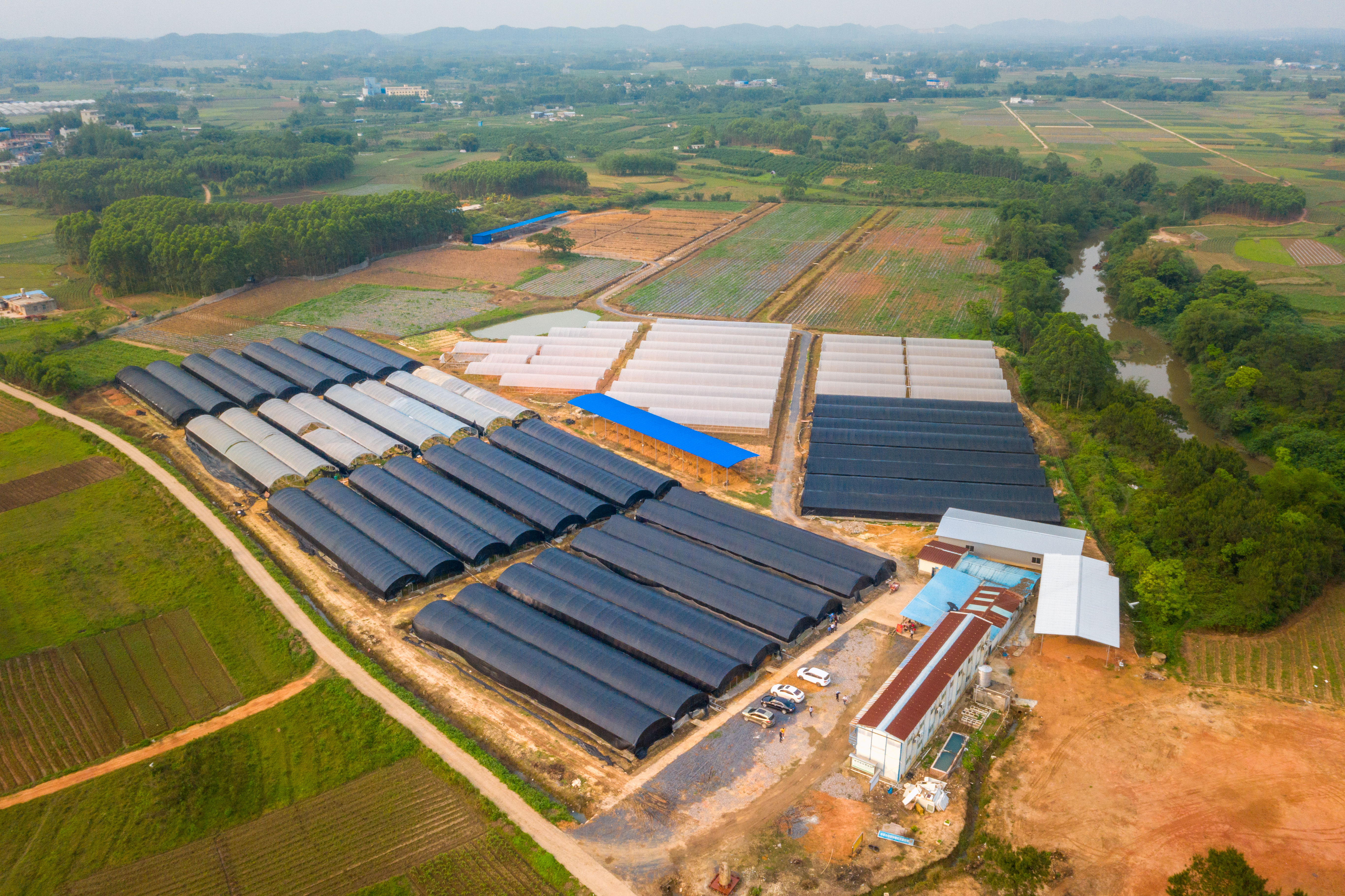 广西钦州有没有野生五指毛桃,广西种植五指毛桃致富