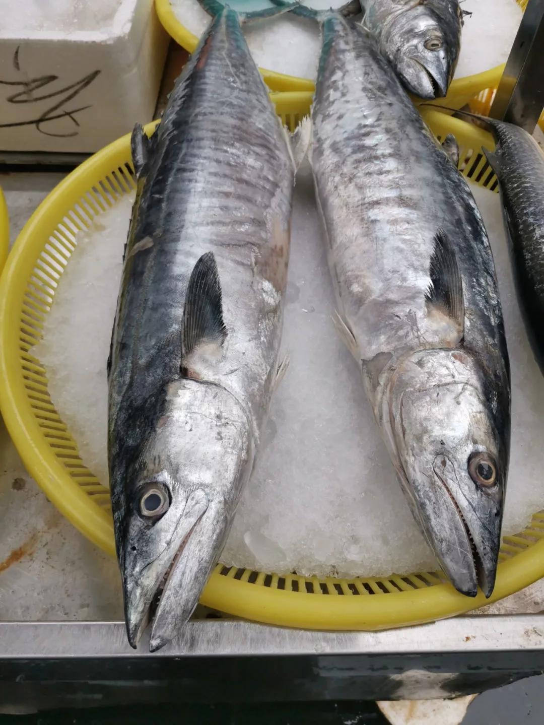 开海季都有什么海鲜,开海了这些生猛海鲜