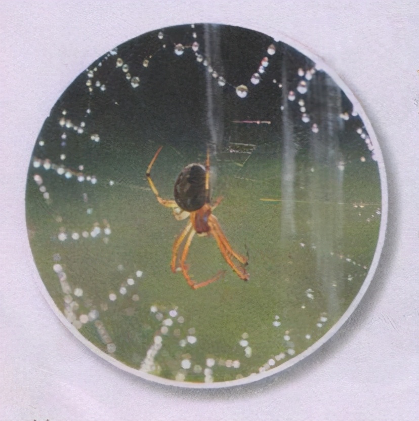 昆虫样子特点,昆虫视觉是什么样的