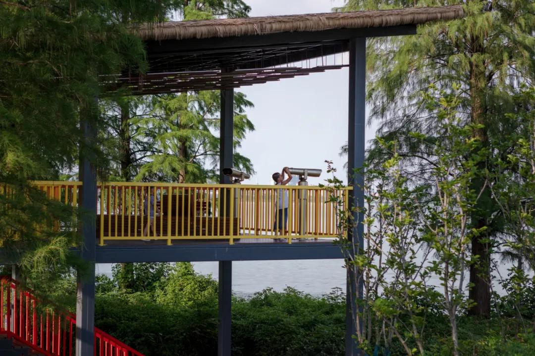 武汉华侨城湿地公园绿化,华侨城生态湿地公园武汉什么区