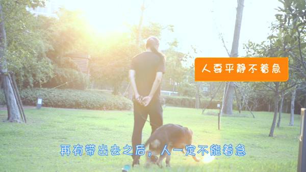 新手养5只狗该怎么训练,狗狗多大开始训练固定地点上厕所