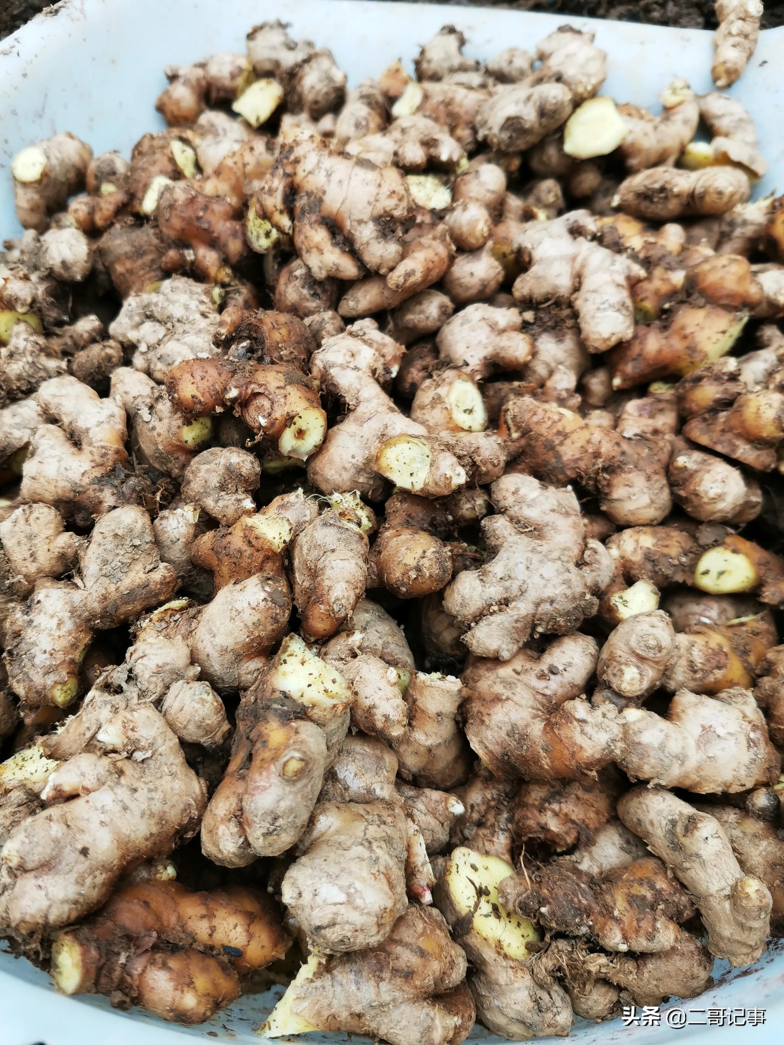 生姜苗发黄枯死怎么治,种生姜切开变黑是怎么回事