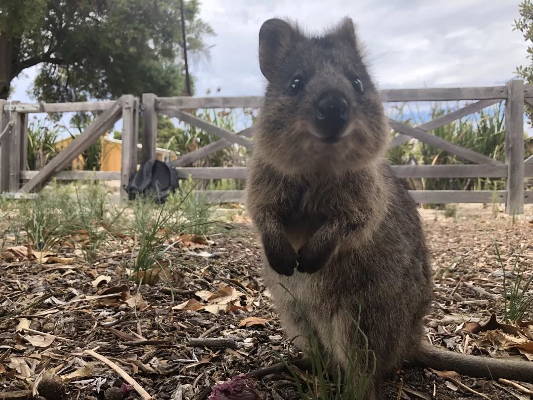 澳洲海外游学，我最推荐这座城市