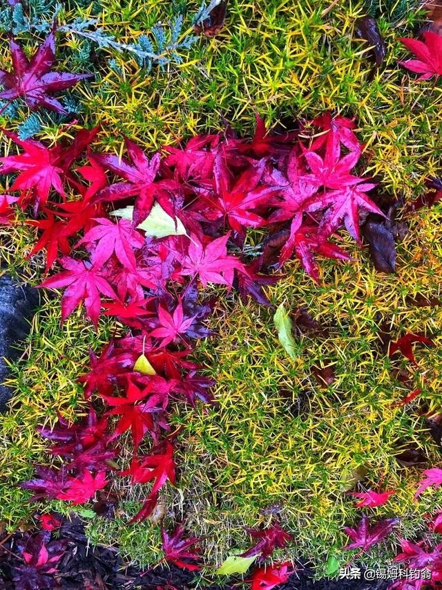 蔓越莓的秘密,蔓越莓小秘密大全