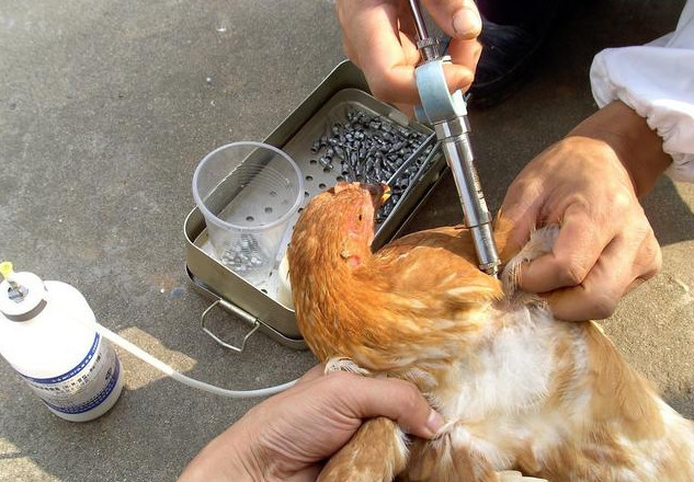 养鸡怎么防止应激反应,养鸡失败的原因和解决方法