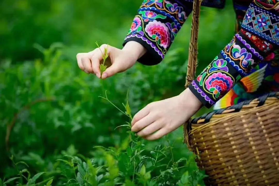 张家界的莓茶酥,张家界的莓茶是什么植物