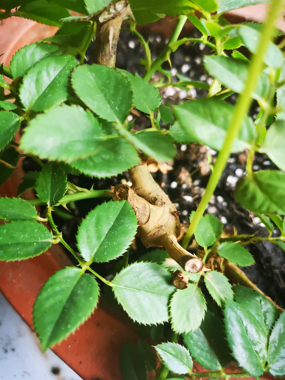 玫瑰老桩怎么养才花繁叶茂,老桩玫瑰长芽后怎么养