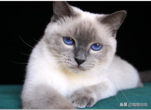 养猫新手买猫注意什么,新手养猫和买猫的注意事项