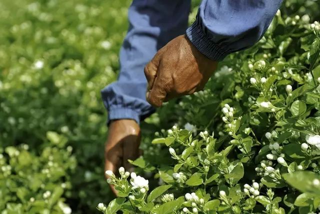 茉莉补水保湿纯露,补水纯露湿敷水推荐
