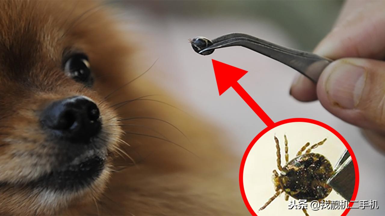 狗狗身上长蜱虫可以直接拔掉吗,狗耳朵上的蜱虫可以直接拔吗