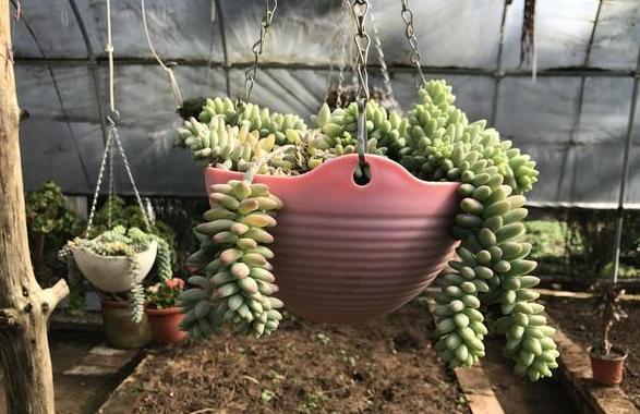 多肉玉缀锦图片,新玉缀多肉植物怎么养护