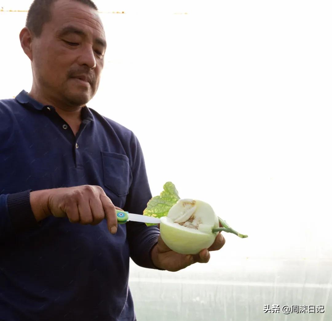 不甜不要钱！白玉甜瓜火了，脆嫩香甜多汁！全家老小都爱吃