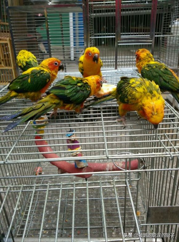 鹦鹉种类及价格表,鹦鹉种类及其价格