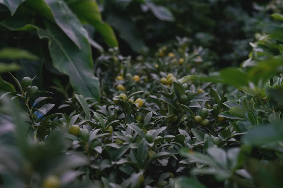 乌鲁木齐花市在哪里光明路附近,乌鲁木齐的花市在哪里