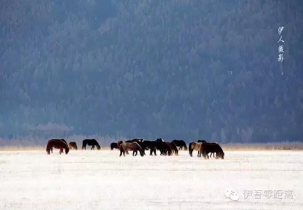 *疆新**伊吾—一个幸福的地方