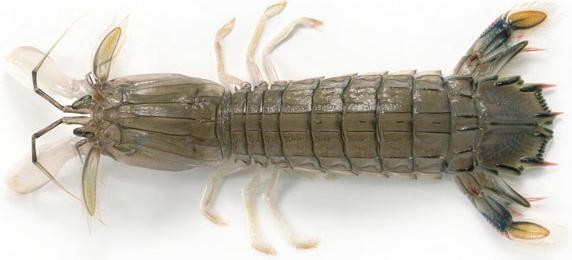 硬壳罗氏虾和软壳罗氏虾的区别,罗氏虾鳌虾甜虾有什么不同