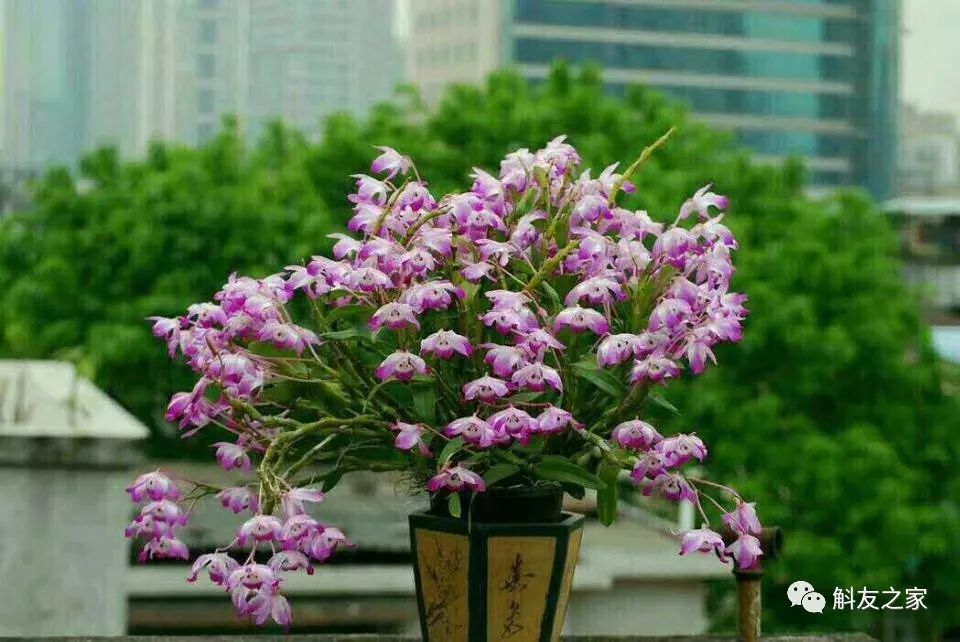 石斛兰叶子黑尖,石斛兰的茎杆子黄了怎么办