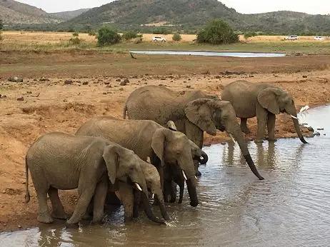 绘语养生｜非洲行画（二）