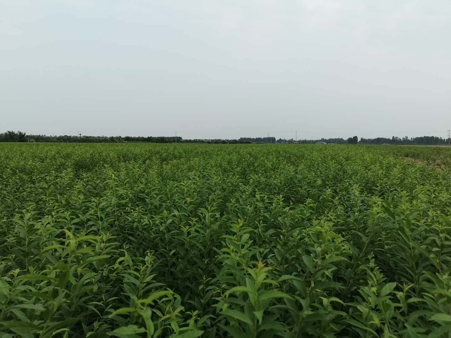 六稳、六保新形势下的欧李产业乘风破浪