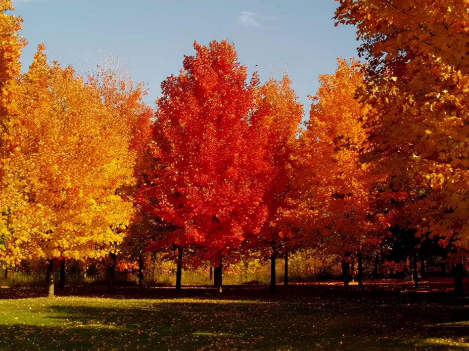 世界上最美丽的10种花,世界上最美的十大植物