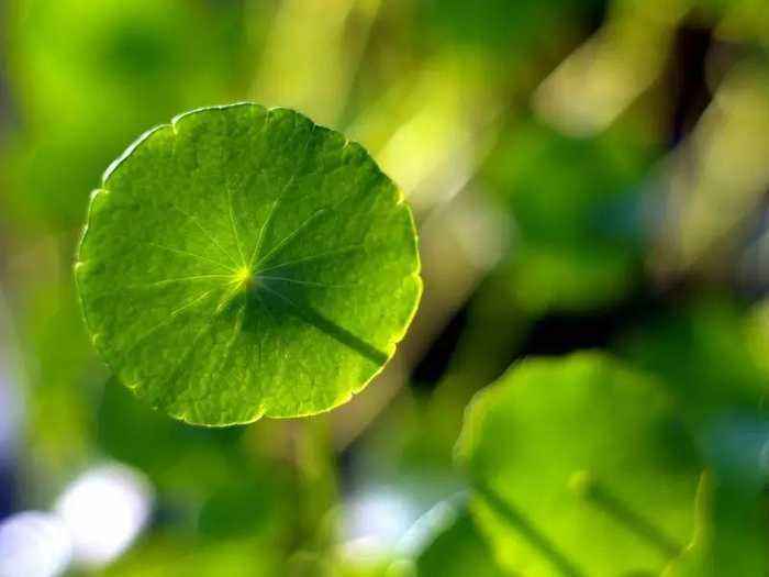 室内养花养这几款花,秋天金鱼花怎么养才开花