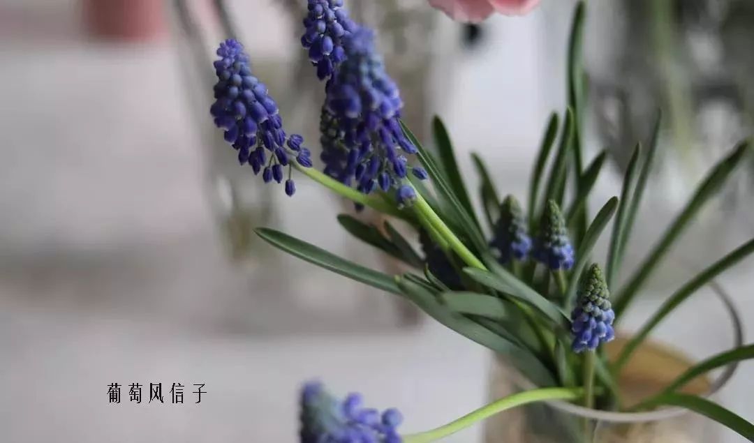 鲜花店常见花材品种大全,花店里同款的两种不同价格的花材