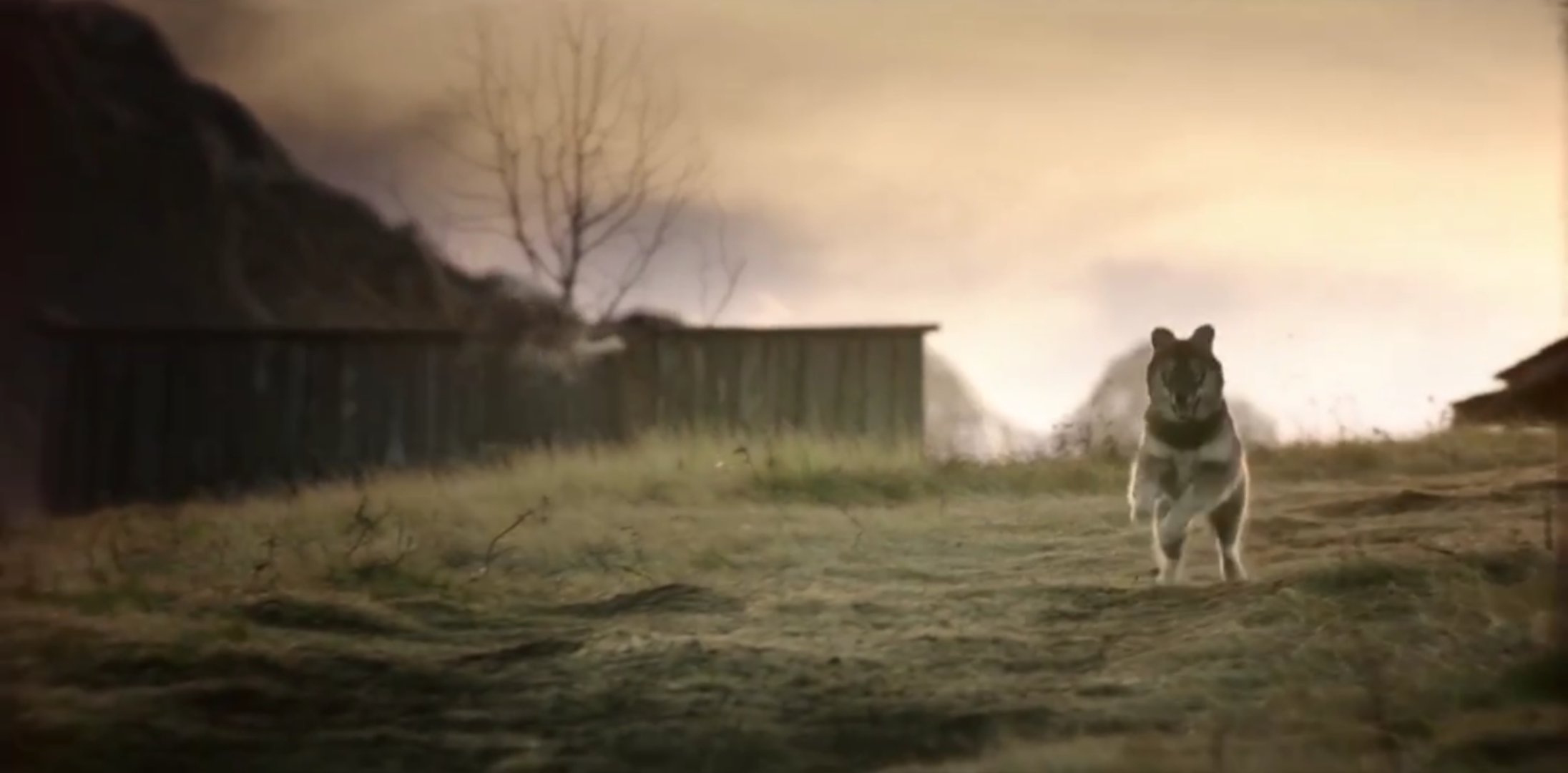 多哥电影讲的什么故事,电影多哥主要讲了什么