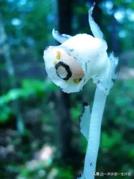 从未见到的怪花,从没见过的奇花